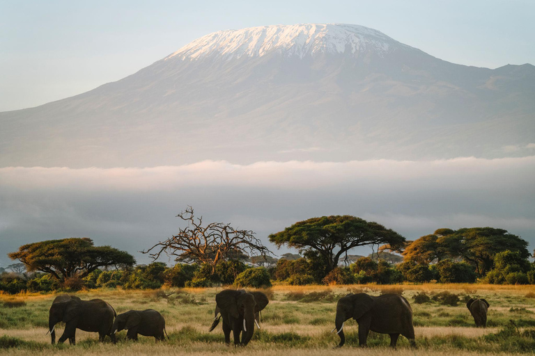 From Nairobi: 3-Day Amboseli & Ngutuni Safari with Transfers