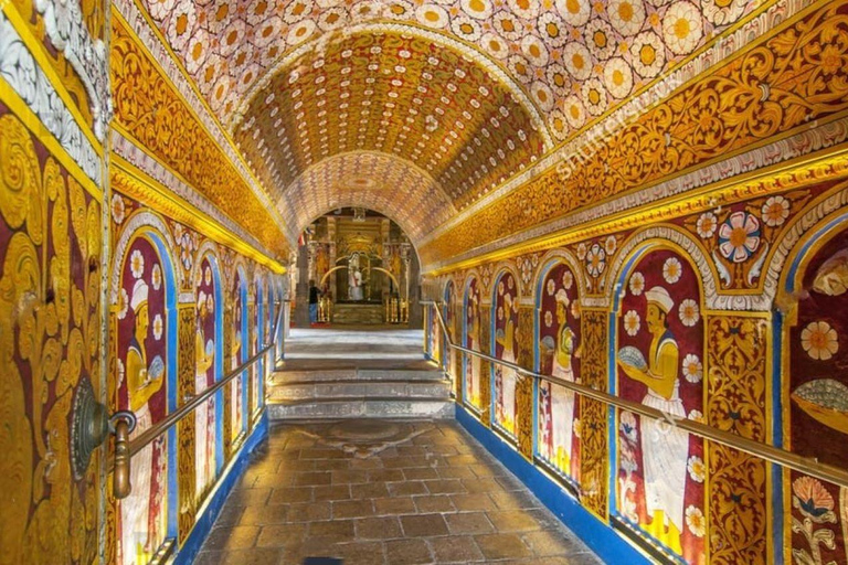 From Colombo/Negombo: Kandy ,Pinnawala ,Tea Factory Day Tour