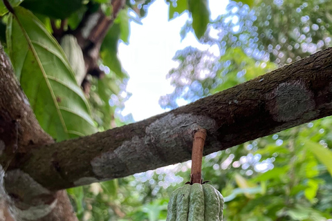 Minca: Fairtrade, coffee & cocoa, organic farm - ES/EN/DE Sunset tour