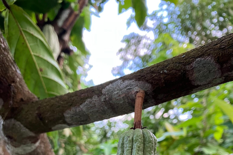 Minca: Fairtrade, coffee & cocoa, organic farm - ES/EN/DE Sunset tour