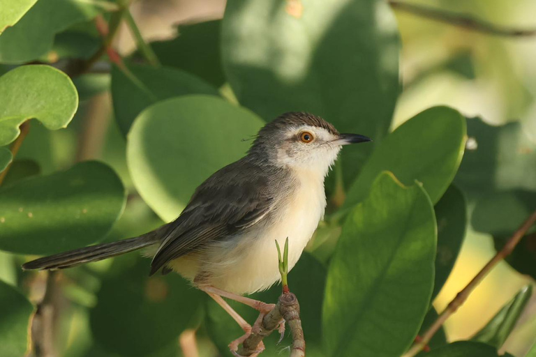 From Galle/Mirissa: Kalametiya Bird Sanctuary Boat Safari Hambantota: Kalametiya Bird Sanctuary Boat Safari-Private
