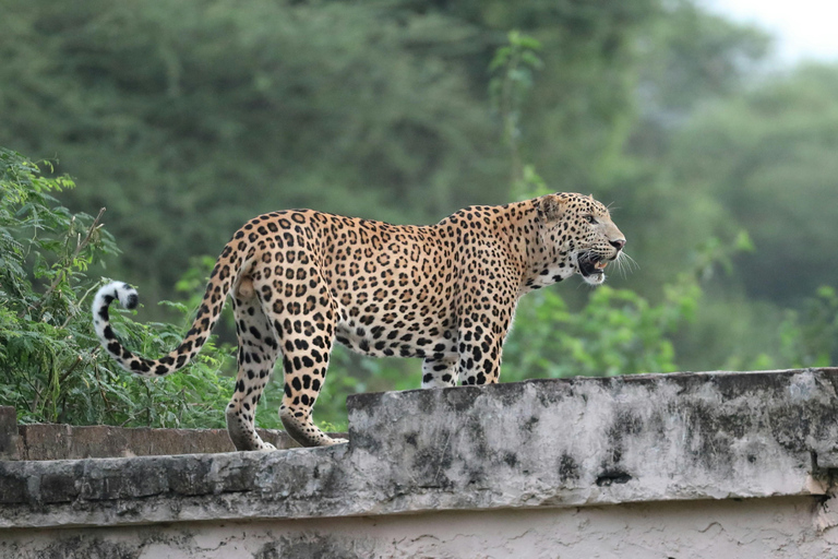 From Jaipur: Jhalana Leopard Safari - Wild Encounters