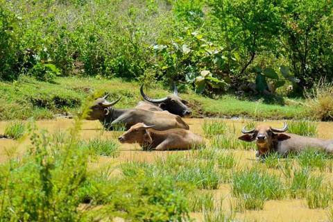 Udawalawe-Nationalpark-Safari (privater Jeep)