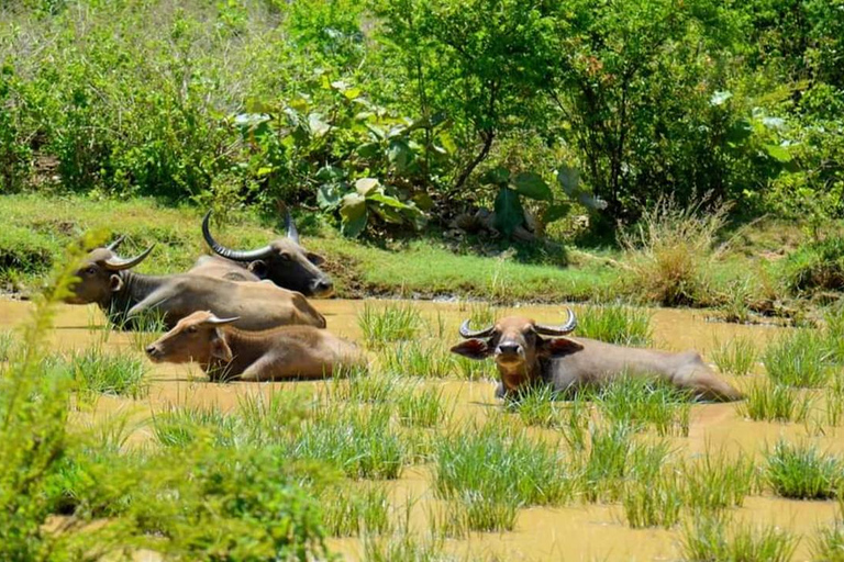 Safári no Parque Nacional Minneriya saindo de Habarana