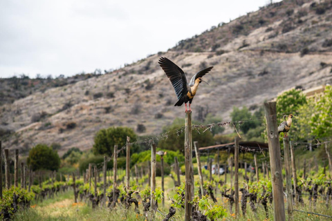 Viña Haras de Pirque Wine Experience