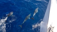 Lanzarote, Dolphin-Watching Sunset Cruise con trasferimenti - Housity