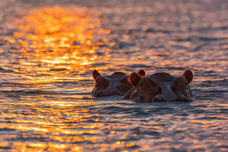 From Zanzibar: 2-Day Selous Safari with Flights & Lodge Stay 2-Day Selous Safari - Without Transfer
