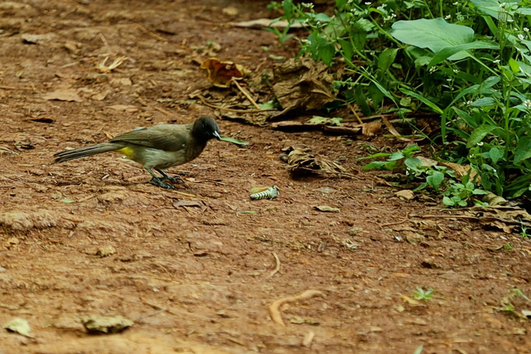 From Nairobi: Ondiri Wetland Guided Walking Tour