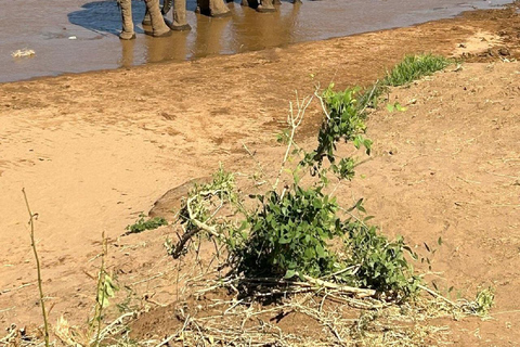 Nairobi: 3-Day Samburu National Reserve Safari Tour