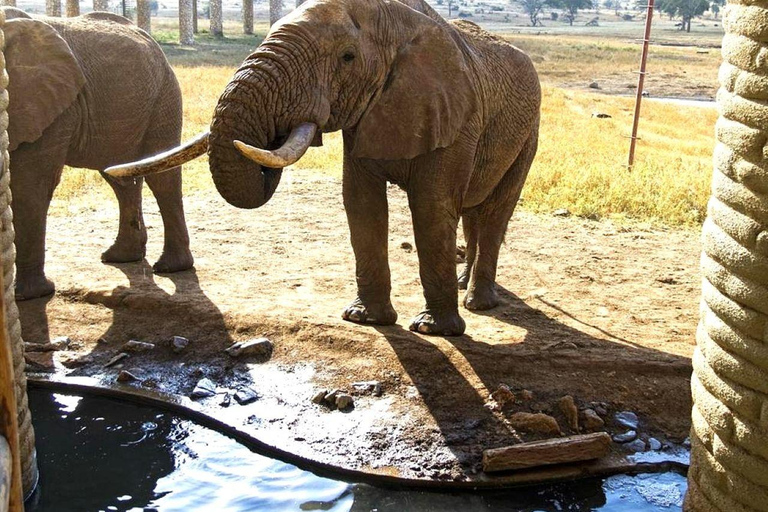 Salt Lick Safari Lodge: tour di 2 giorni da Nairobi o MombasaNairobi o Mombasa: tour di 2 giorni al Salt Lick Safari Lodge