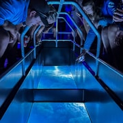 Airlie Beach: Glass-Bottom Boat Night Tour