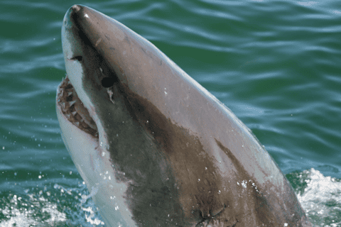 Gansbaai: Shark Cage Diving Experience