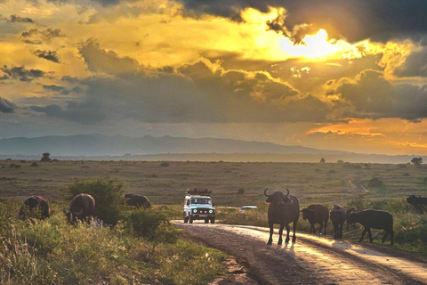 Nairobi National Park: Photography-Focused Safari
