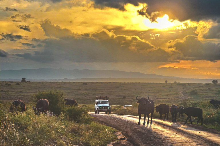 Nairobi National Park: Photography-Focused Safari