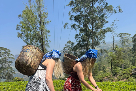 Kandy to Nuwara Eliya Transfer: Tea Plantations & Waterfalls