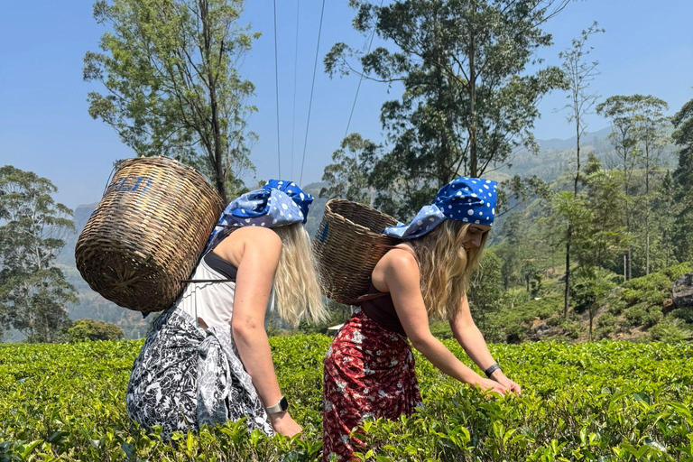Kandy to Nuwara Eliya Transfer: Tea Plantations & Waterfalls