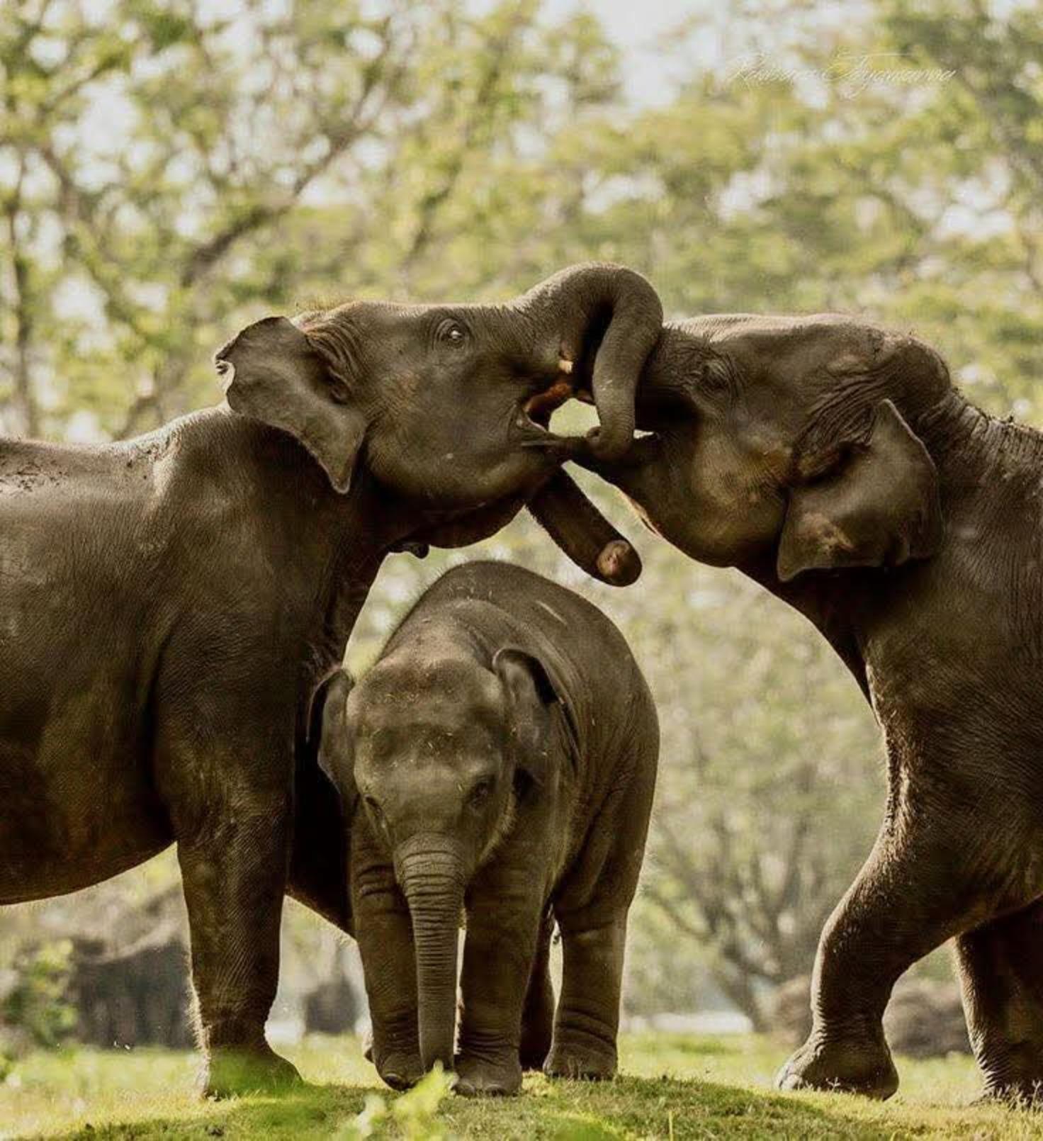 Minneriya-Nationalpark: Luxuriöse private Elefantensafari
