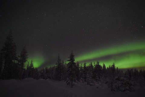 Rovaniemi: 2km Aurora Reindeer Safari Through the Forest