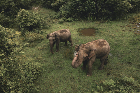 Vanuit Colombo: 4-daagse Culturele Driehoek Tempel Tour