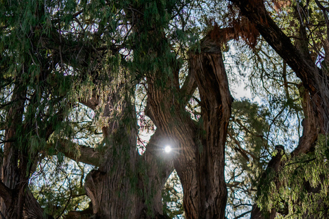 Oaxaca: Traditional Tlacolula Bread, Hierve el Agua, and Mezcal