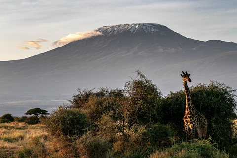 Arusha: 7-Day Kilimanjaro Lemosho Route Trek with Hotel Stay