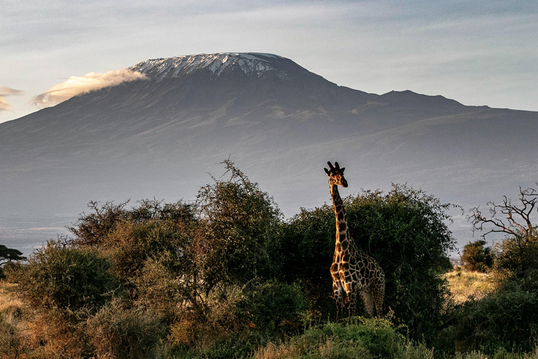 Arusha: 7-Day Kilimanjaro Lemosho Route Trek with Hotel Stay