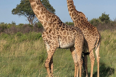 Nairobi: 3-Day epic trip to Maasai Mara Reserve with meals 3 days, 2 nights private safari to Mara in a tourist VAN
