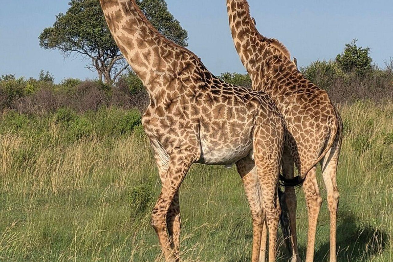 Nairobi: 3-Day epic trip to Maasai Mara Reserve with meals 3 days, 2 nights private safari to Mara in a tourist VAN