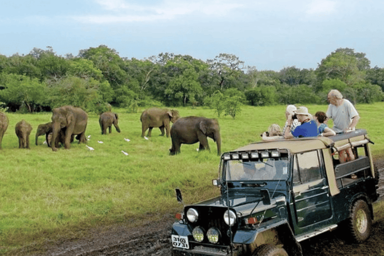 Safari de elefantes em Udawalawe e visita ao Transit Home, tudo incluídoTudo incluído/Recolha em Colombo e Negombo