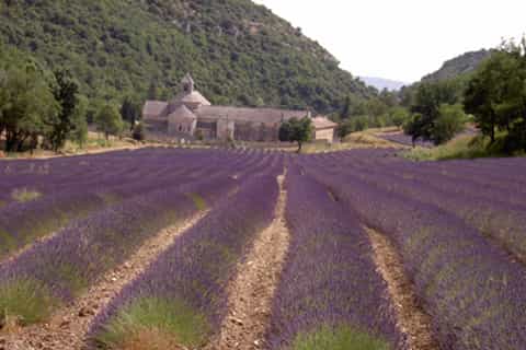 From Avignon: Full-Day Lavender Tour