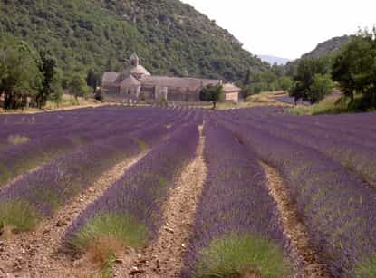 from avignon fullday lavender tour