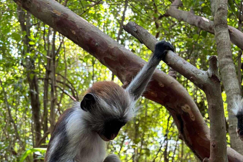 ZANZIBAR: Stone Town, foresta di Jozani, grotta di Kuza e la rocciaTOUR PRIVATO SENZA TRASFERIMENTO INCLUSO
