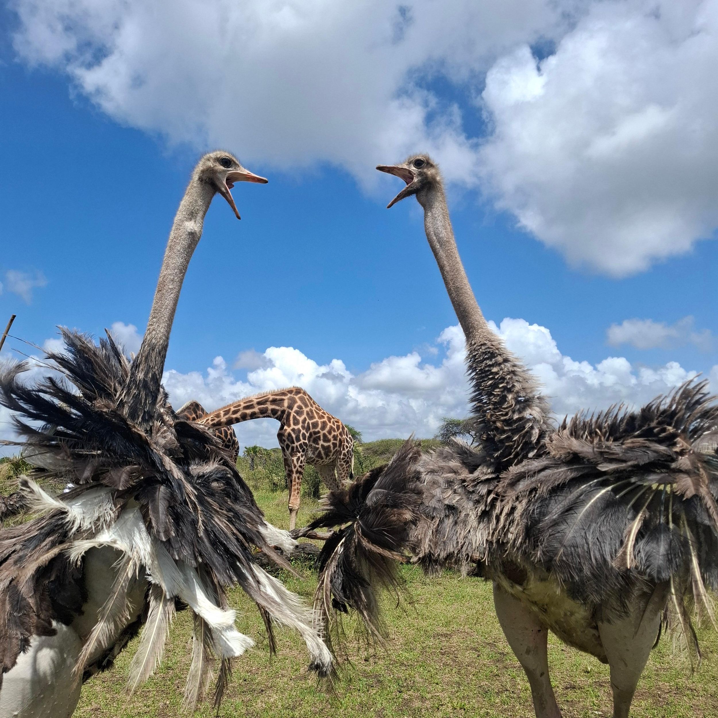 Mombasa: Geführte Tour – Fort Jesus, Altstadt und Wildtiere.