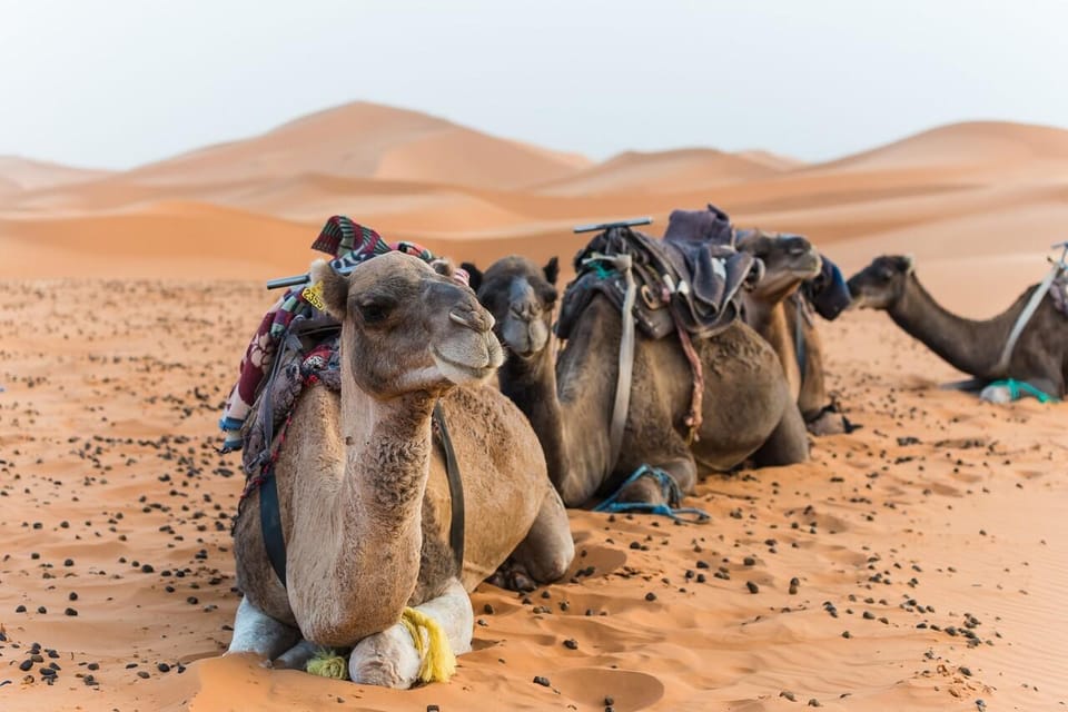 Riyadh: Red Sand and Hidden Valley Desert Safari Tour | GetYourGuide