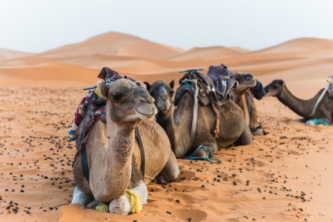 Riyad: Tocht door de woestijn van het Rode Zand en de Verborgen Vallei