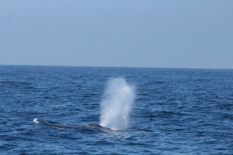 Observation de baleines et de dauphins – Tour privé en bateau à moteur