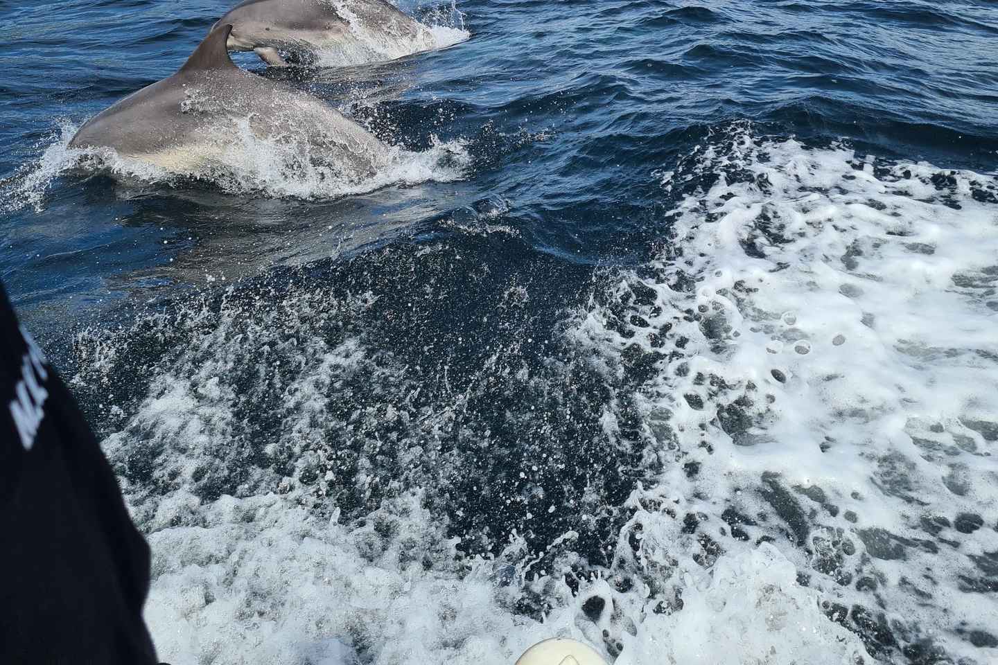 Dingle: Blasket Island Eco Tour with Wildlife Watching