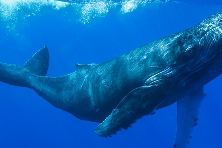 Uvita:Natuur en wilde dieren Ara's Vlinders Walvissen Luiaards
