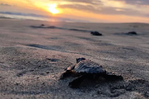Huatulco : Expérience privée de remise en liberté de tortues
