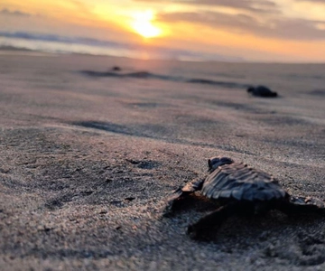 Huatulco: Experiencia Privada de Liberación de Tortugas