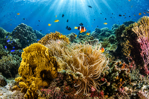 Cebu: Swim with Gentle Giants, Twin Falls & Sardine Run