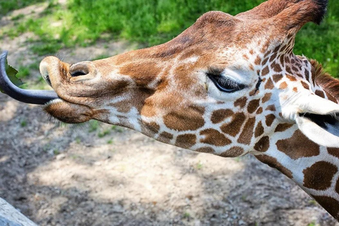 Nairobi : Animal Orphanage , Safari Walk and Giraffe Centre Nairobi: Safari Walk