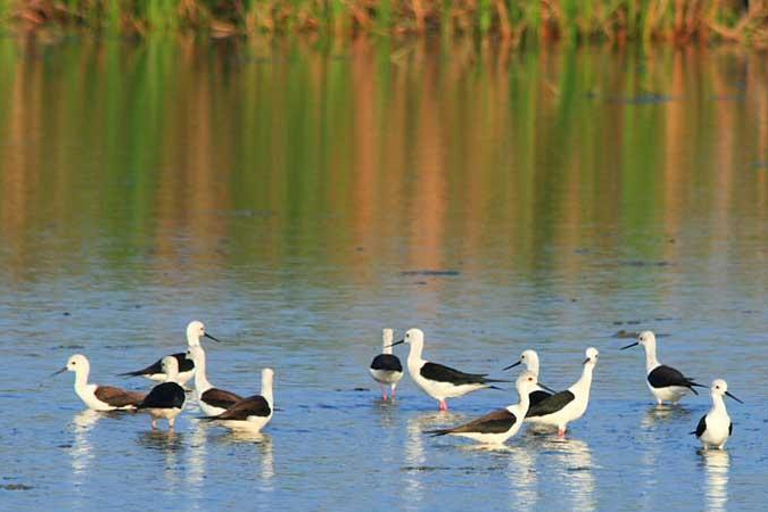 Yala Safari Experience from Ahungalla,Bentota,Beruwella,