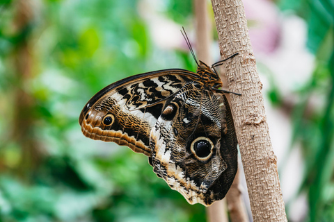 Poczdam: Bilet wstępu do Biosphäre Potsdam