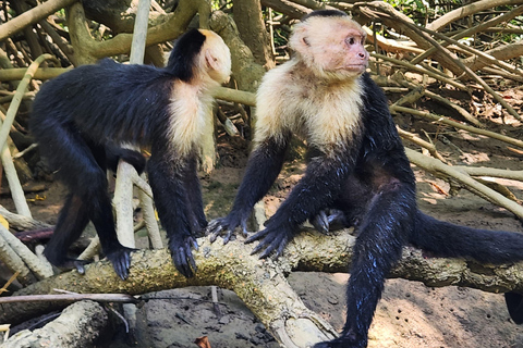 مانويل أنطونيو: جولة بالقارب بين أشجار المانغروف لمشاهدة الحيوانات