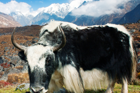 Kathmandu: 6 Days Langtang Valley TrekPrivate Trekking without Meals