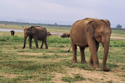 Minneriya National park safari with jeep & Entrance Ticket