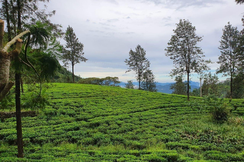 Kandy: Heeloya Village Tour with Lunch and Guide