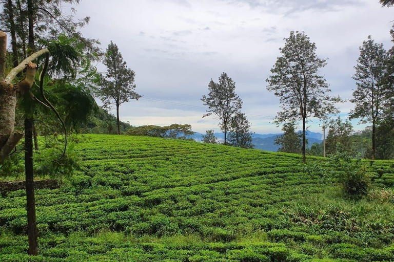 Kandy: Heeloya Village Tour with Lunch and Guide