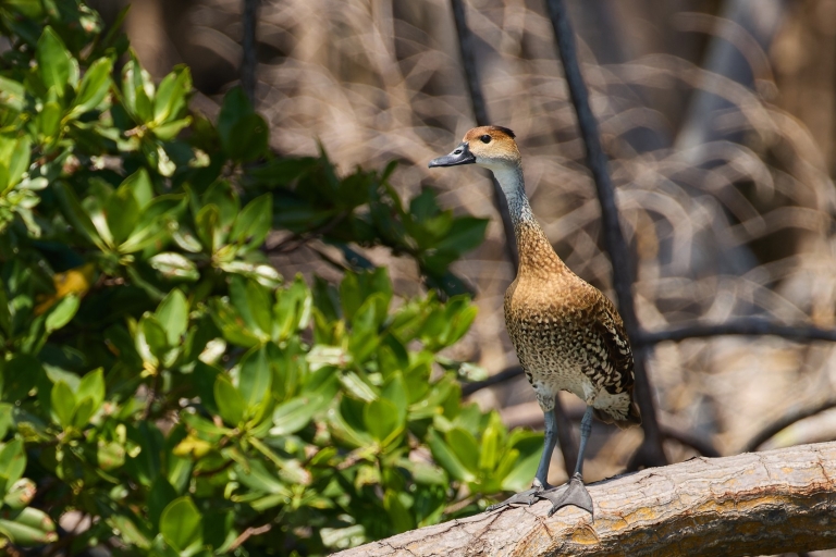 La Romana : Observation des oiseaux depuis la Casa de Campo